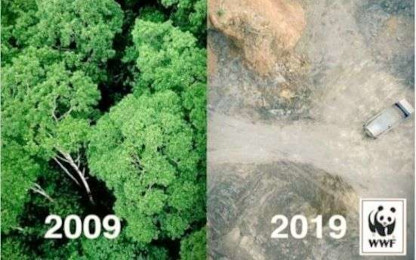 WWF deforestation